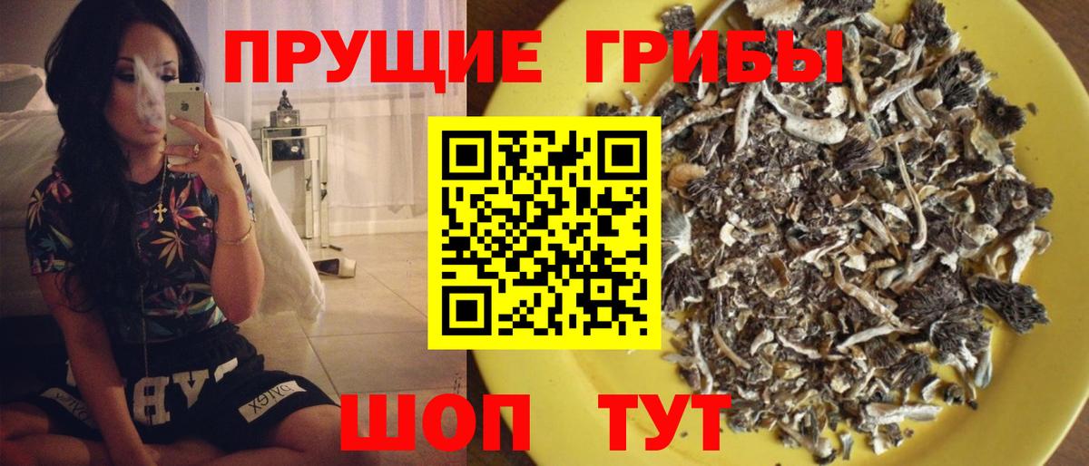 Галлюциногенные грибы Psilocybe Сургут